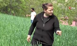 Artvin'de döl buğdayı heyecanı