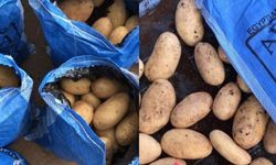 Suriye'ye gitmesi gereken Mısır patatesi Türkiye'de satılıyor üretici Bakandan açıklama bekliyor