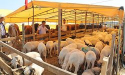 Kurban bayramı ne zaman? Kurban fiyatları ne kadar? 