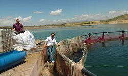 Tarım İl Müdürlüğü: Alabalık hasadında üreticileri yalnız bırakmadık