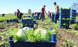Tarım işçilerine bunu layık gördüler: Yemeksiz 52 lira yevmiye!