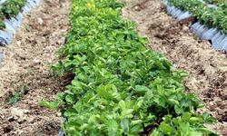 Türkiye'nin çilek fidesi ihtiyacının yarısının Kayseri'de üretildiğini biliyor muydunuz?