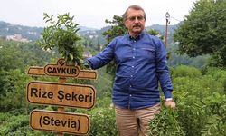 ÇAYKUR'da Stevia tartışması: Bakanı bile yanılttılar!