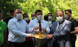 Iğdır'da kayısı hasadı