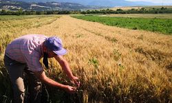 Yerli tohumların tarla kontrolleri yapıldı