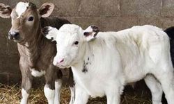 Giresun'da buzağı destekleri hesaplara yatırıldı