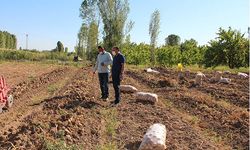 Iğdır'da deneme amaçlı ekilen patatesten olumlu sonuç alındı