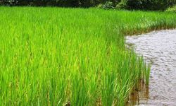 Tarım İl Müdürlüğü'nden şap ve çeltik yanıklık hastalığına karşı uyarı!