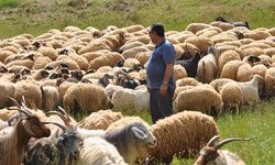 Türkiye koyun sütü üretiminde 81 ülke arasında birinci oldu