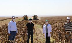 Tohumluk ayçiçeği hasadı: Konya'dan sonra Eskişehir ikinci sırada