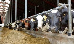 Yem fiyatları düşecek mi? 