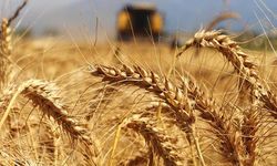 Buğday, arpa ve mısırda 2.5 aylık ithalat yetmedi 4 ay daha uzatıldı!