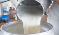 Çiğ süt fiyatı belli oldu üretici yine hayal kırıklığına uğradı!