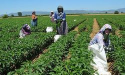 TKDK: 949 proje için 369 milyon TL destek