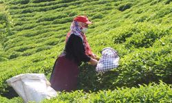 ÇAYKUR'dan açıklama: Üreticiden 1 kg daha fazla yaş çay alımı için kapasiteleri zorluyoruz