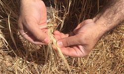 Haberimiz etkili oldu Tarım İl Müdürlüğü kuraklıktan etkilenen arazileri gündemine aldı!