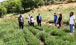 Mardin'de ilk defa adaçayı hasadı yapıldı