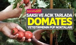 Saksı ve açık tarlada domates yetiştirmenin püf noktaları