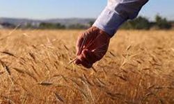 TMO arpa ve buğday ithalatı için düğmeye bastı!