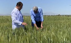 Türkiye'nin 2 bin yıllık yerli buğdayı için özel çalışma