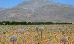 Tunceli sarımsağı çiftçiye yeni bir gelir kapısı olacak