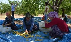 Malatya'da TZOB yönetim kurulu üyesine yevmiye tepkisi!