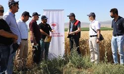 Yerli ekmeklik buğday çeşitlerinin çiftçiye tanıtılması için tarla günü düzenlendi