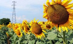 Trakya Birlik ayçiçeği alım fiyatını açıkladı
