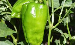 Ziraat Fakültesinin dikkatini çeken biber! Yıllardır aynı toprağa aynı tohumla ekiliyor ama bozulmuyor!