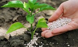11 bin çiftçiye yüzde 50 hibeli gübre verilecek