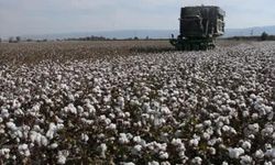 'Allah şu pamuğun parasını yemeyi herkese nasip etsin!' Aydın'da pamuk sevinci!