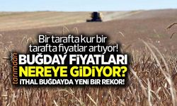 İthal buğday fiyatları yeni bir rekor kırdı!