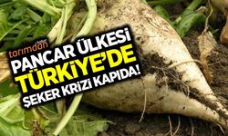 Pancar ülkesi Türkiye’de şeker krizi kapıda!