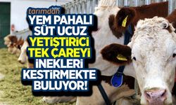 Yem pahalı süt ucuz yetiştirici tek çareyi inekleri kestirmekte buluyor!