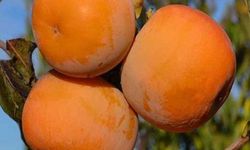 Kivi ve Trabzon hurması üretimi çiftçinin yüzünü güldürüyor!