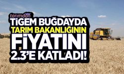 TİGEM ekmeklik buğdayda Tarım Bakanlığının fiyatını 2.3'e katladı!