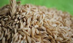 TİGEM sertifikalı tohumluk fiyatları! Arpa, buğday, tritikale ve yulaf tohum fiyatı ne kadar?