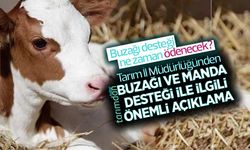 Buzağı desteği ne zaman ödenecek? Tarım İl Müdürlüğünden buzağı ve manda desteği ile ilgili önemli açıklama!