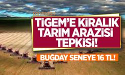 TİGEM'e kiralık tarım arazisi tepkisi: Buğday seneye 16 lira!