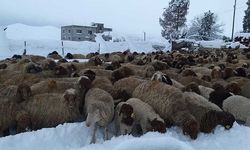 Gaziantep'de çadırlar çöktü hayvanlar telef oldu!