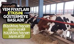 Yem fiyatları etkisini göstermeye başladı büyükbaş hayvan sayısı azaldı!