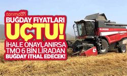 Buğday fiyatları uçtu! TMO ihaleyi onaylarsa Türkiye 6 bin liradan buğday ithal edecek!