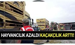 Hayvancılık azaldı kaçakçılık arttı