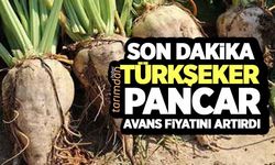 Türkşeker pancar avans fiyatını artırdı!