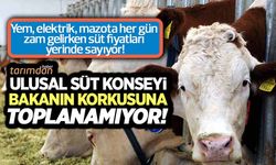 Ulusal Süt Konseyi Hazine ve Maliye Bakanının korkusuna toplanamıyor!