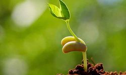 2022 yılı tohumluk analiz ve test ücreti ne kadar oldu?