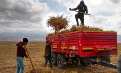 Arpa fiyatları neden yükseliyor? 