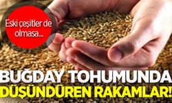 Sertifikalı buğday tohumu üretim rakamları ve düşündürdükleri!