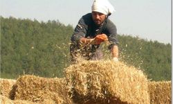Yetkililer uyarıyor: Yeterli gübre kullanılamadığı için samanda bile sorun yaşanabilir!