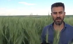 7 bin yıllık buğday tohumu çiftçilerin yeni umudu oldu! Kuru koşullarda dekara verimi 3'e saman üretimini 5'e katlıyor!